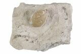 Eocene Fossil Snake Egg - Bouxwiller, France #366883-1